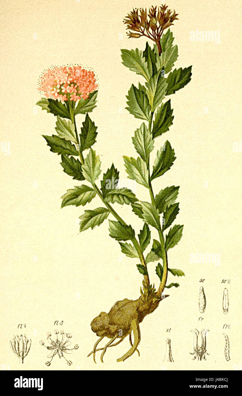 Rhodiola alpina Atlas Alpenflora Foto Stock
