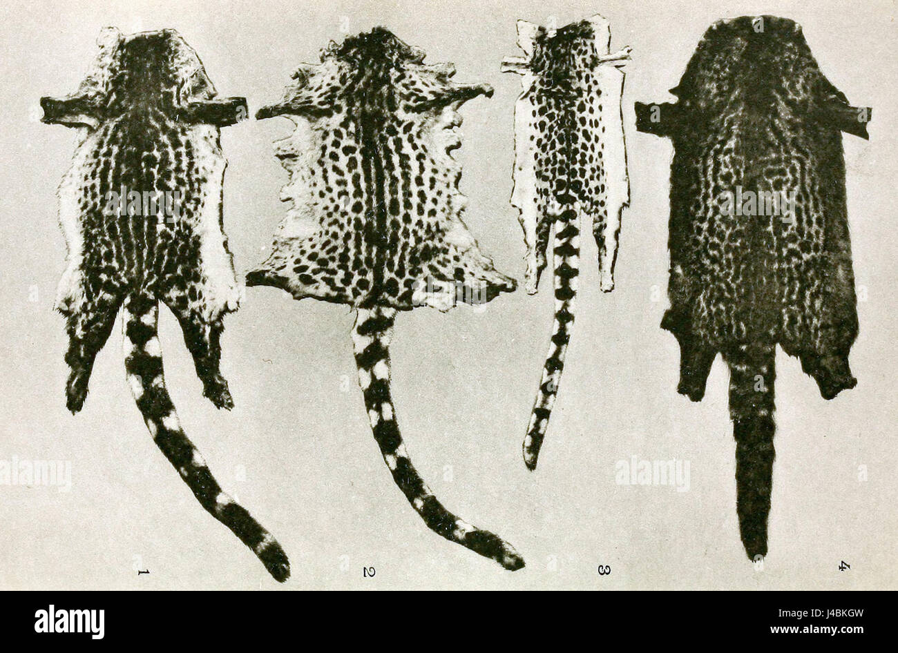 Questa immagine del PZSL 1907 (Proceedings of the Zoological Society of London) presenta una rappresentazione di geneti trovati in Nigeria. I geneti sono piccoli mammiferi carnivori originari dell'Africa, con questa placca che fornisce informazioni sul loro comportamento e sulla biologia nell'ecosistema nigeriano durante l'inizio del XX secolo. Foto Stock
