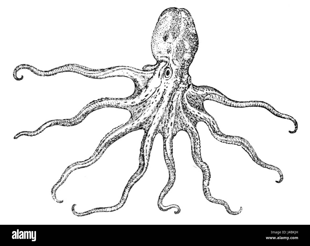 L'immagine "PSM V47 D066" mostra un calamaro Gesner, una specie acquatica nota per le sue caratteristiche peculiari e il suo habitat. Il calamaro è notevole per la sua capacità di adattarsi agli ambienti subacquei. Foto Stock