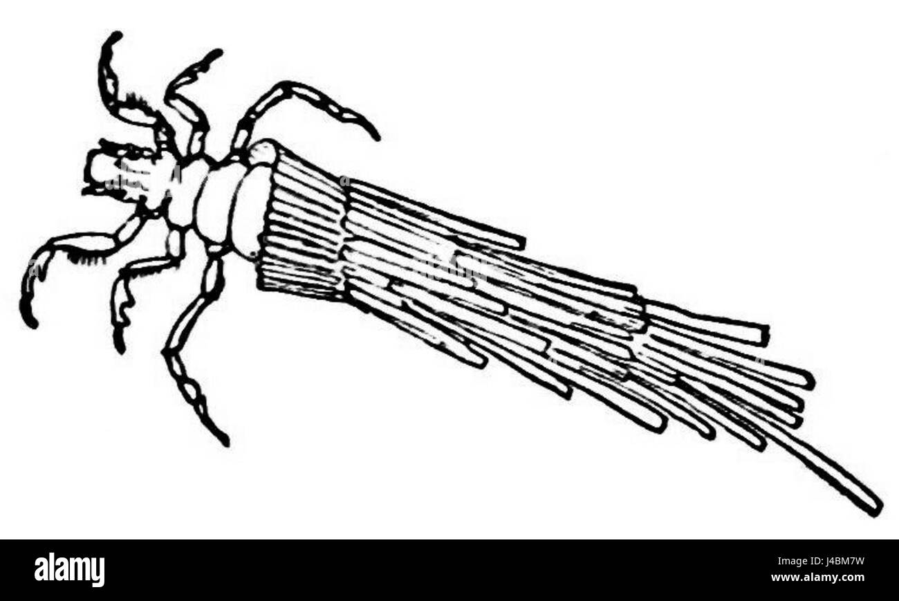 PSM V21 D619 Caddis worm con la sua custodia Foto Stock