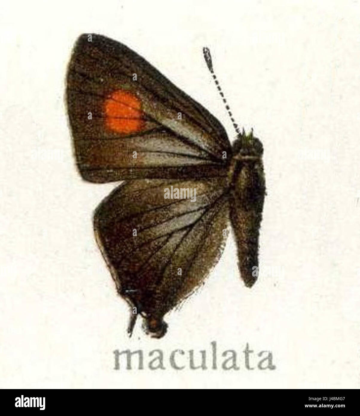 Rapmac si riferisce a un prodotto o a un'entità denominata Rapmac, ma non vengono forniti dettagli specifici sulla sua rilevanza o contesto. Potrebbe essere correlato alla tecnologia, a un marchio o a un prodotto di un particolare campo. Potrebbe essere necessaria una ricerca più specifica per meglio definirne il ruolo e il significato. Foto Stock