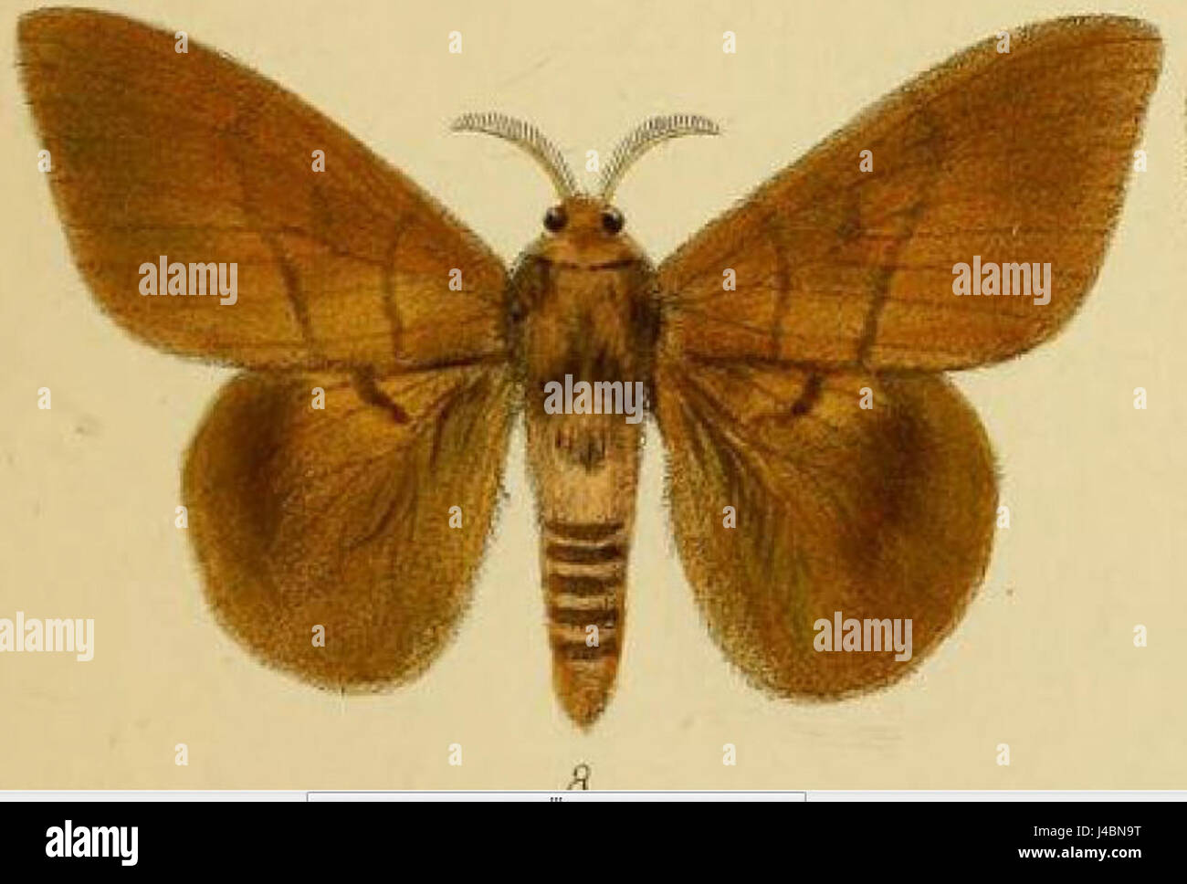 *Lasiocampa heres* (ora *Lechriolepis heres*) è una specie di falena descritta da Schaus nel 1893. Questa specie appartiene alla famiglia Saturniidae ed è notevole per il suo aspetto distintivo. Foto Stock