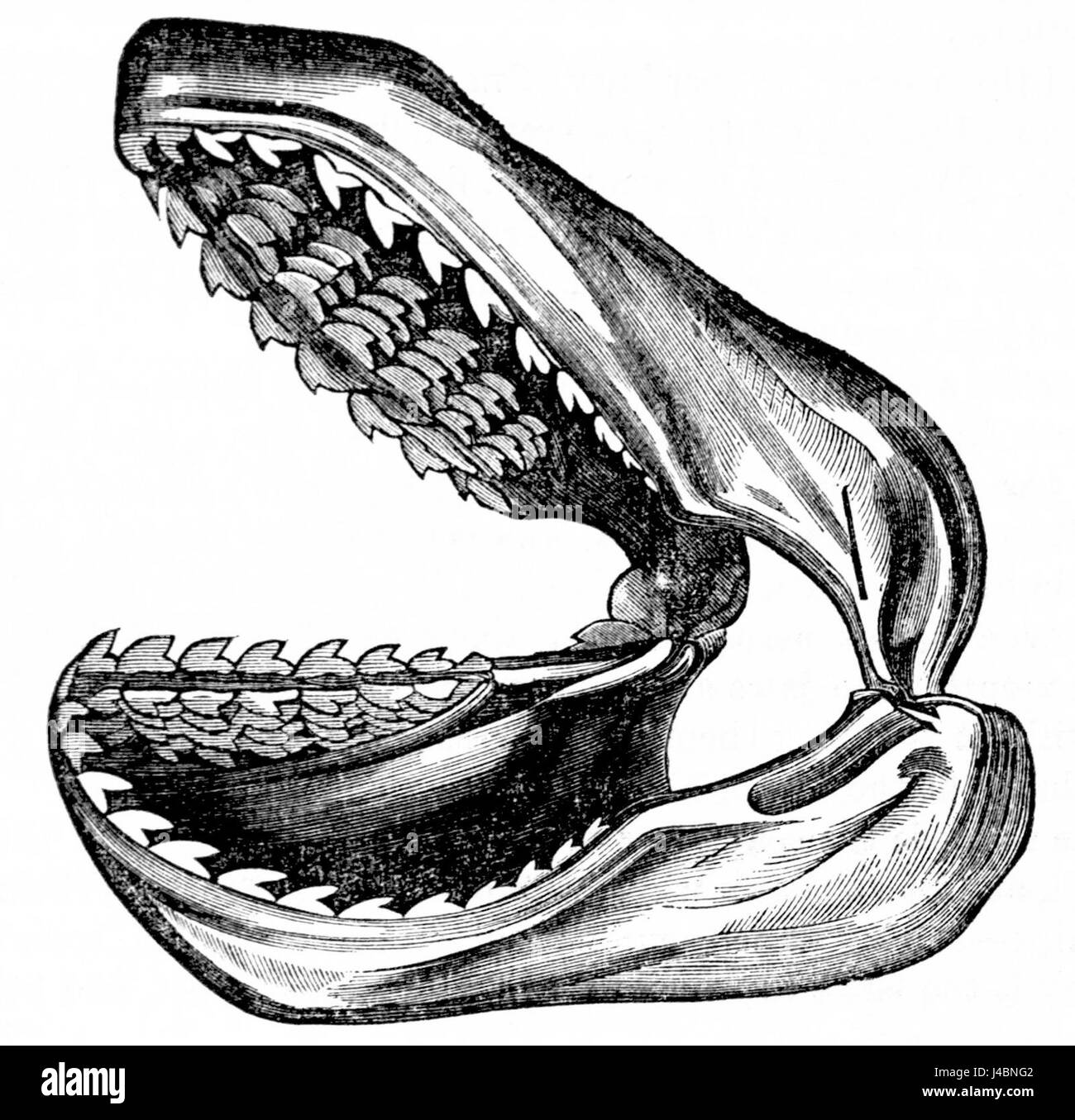 Questa illustrazione del PSM V04 D076 mostra una mascella di squalo infantile, evidenziando le prime fasi dello sviluppo dello squalo. L'immagine fornisce informazioni sull'anatomia dei giovani squali e sui loro tratti evolutivi. Foto Stock