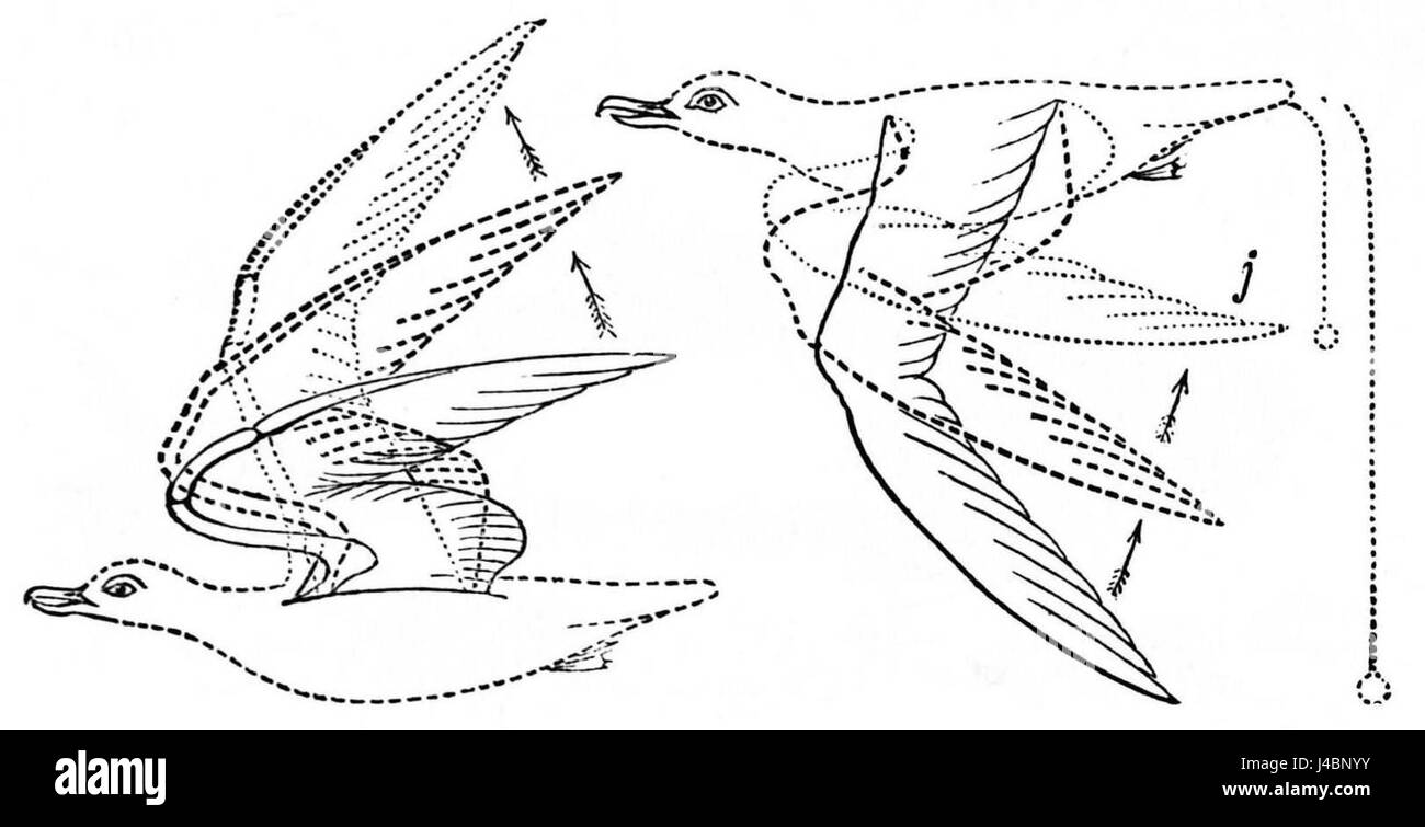PSM V04 D556 Gabbiani battenti Foto Stock