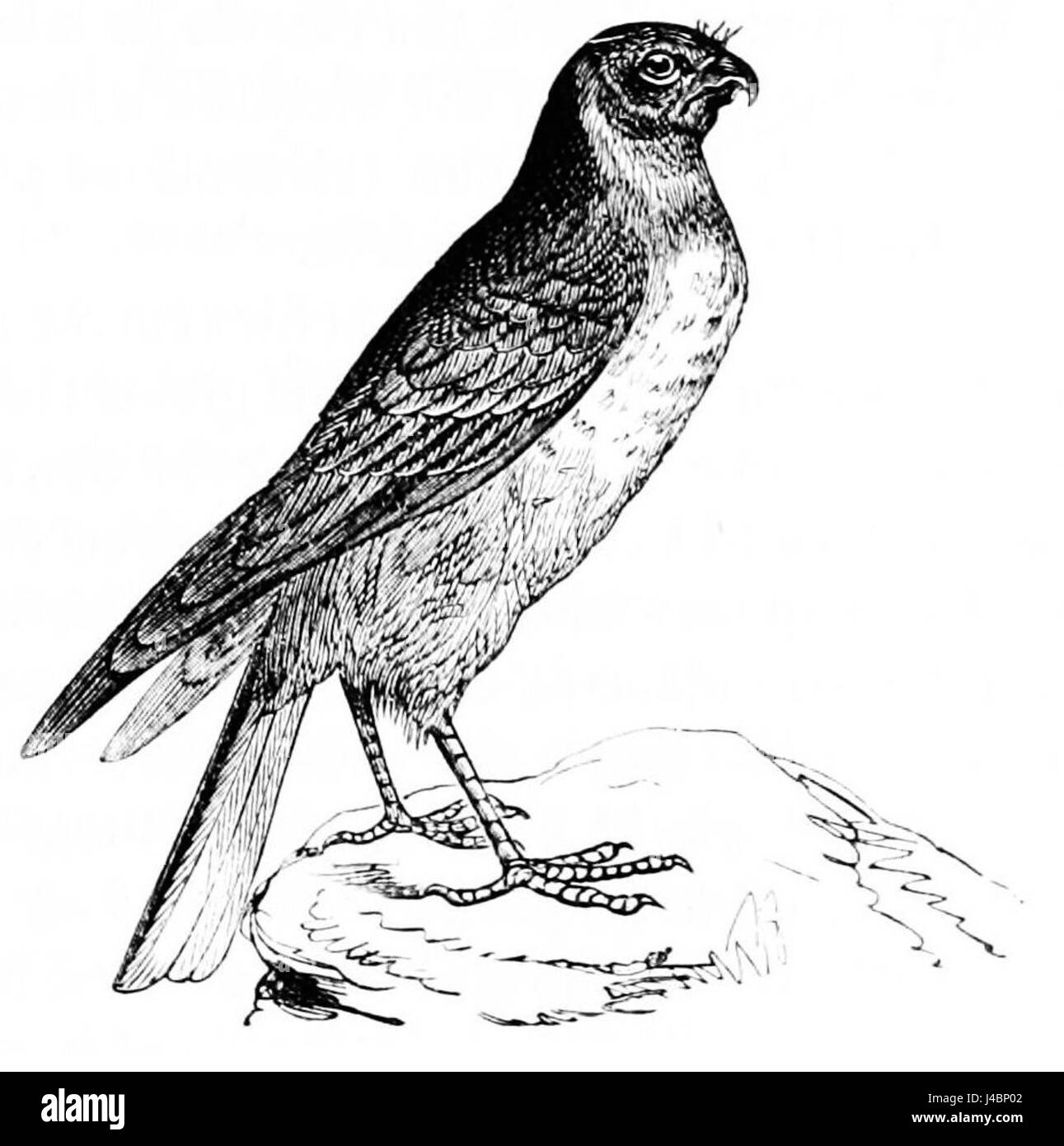 Questa voce si riferisce a un'illustrazione scientifica del "Popular Science Monthly" (PSM), volume 11, che mostra il Falco paludoso o Harrier, un uccello preda. L'illustrazione si concentra sulle sue caratteristiche distinte e sull'habitat. Foto Stock