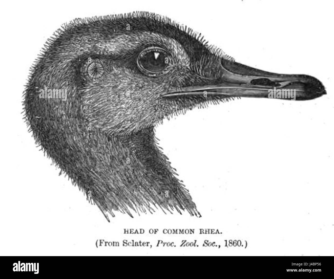 RheaLyd è probabilmente un nome personale o commerciale. Sarebbe necessario un contesto supplementare per chiarirne l'importanza o il campo di associazione. Foto Stock