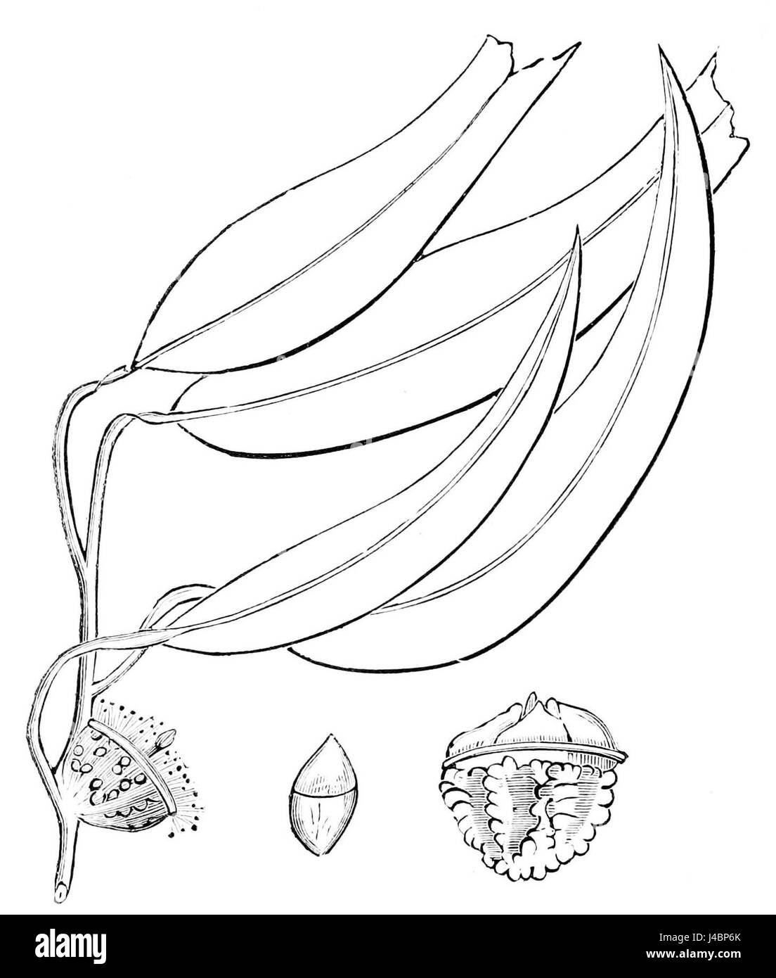 PSM V12 D688 Eucaliptus globulus Foto Stock