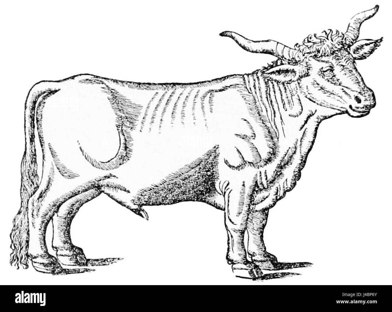 "PSM V47 D062" si riferisce a un'illustrazione di una rivista scientifica con un toro Gesner. Fa parte di una collezione di zoologia, che mette in evidenza lo studio degli animali. Foto Stock
