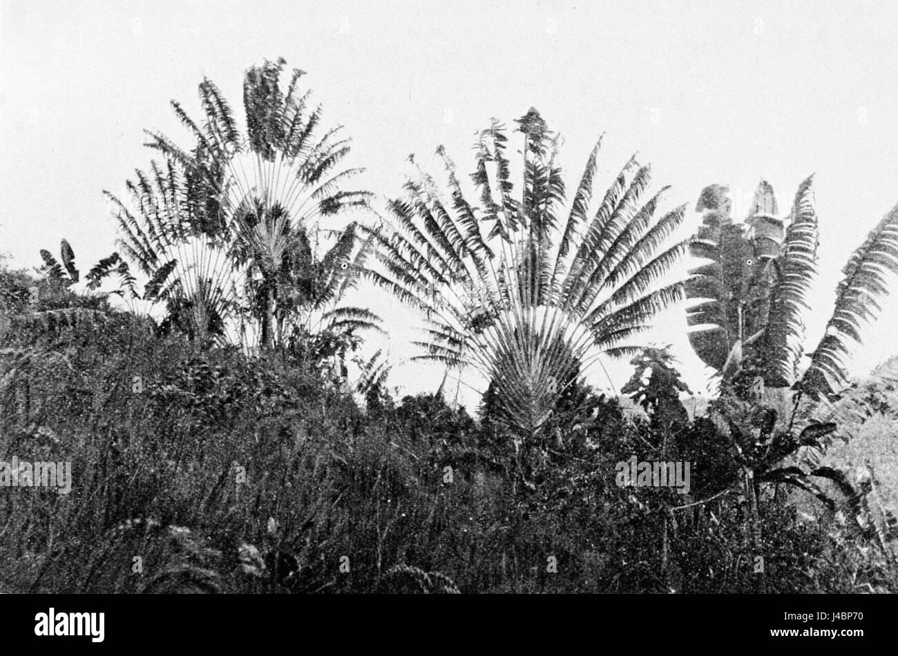 Questa immagine mostra la palma del viaggiatore, una pianta originaria del Madagascar, nota per le sue caratteristiche grandi foglie a ventaglio e il suo uso storico nella navigazione da parte dei marinai. Foto Stock
