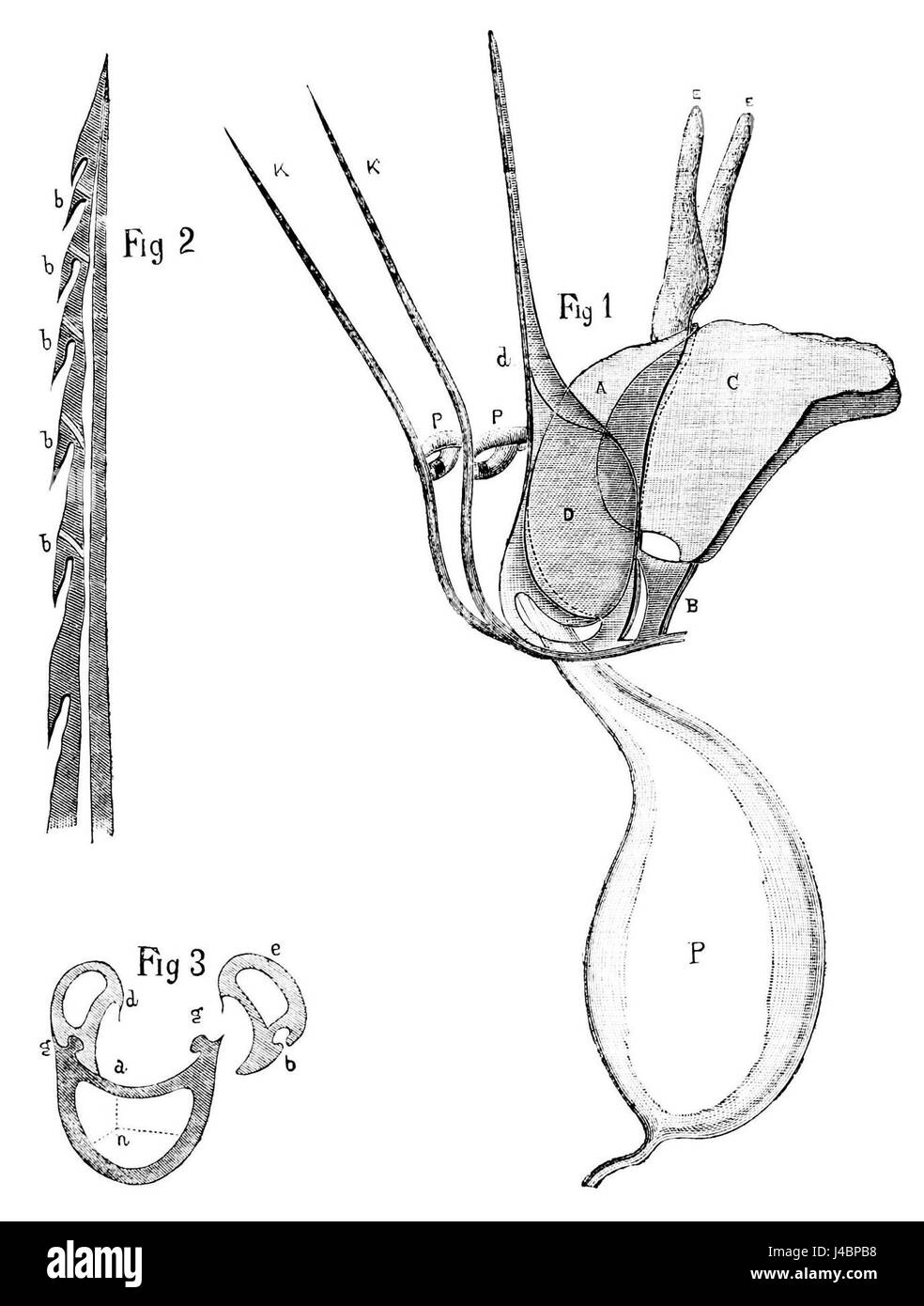 Il titolo si riferisce a un'immagine o a un documento che illustra le lancette delle api mellifere, che sono parti del corpo specializzate utilizzate dalle api mellifere per la difesa dei loro alveari. Lo studio di queste parti è significativo nell'entomologia e nello studio del comportamento delle api. Foto Stock
