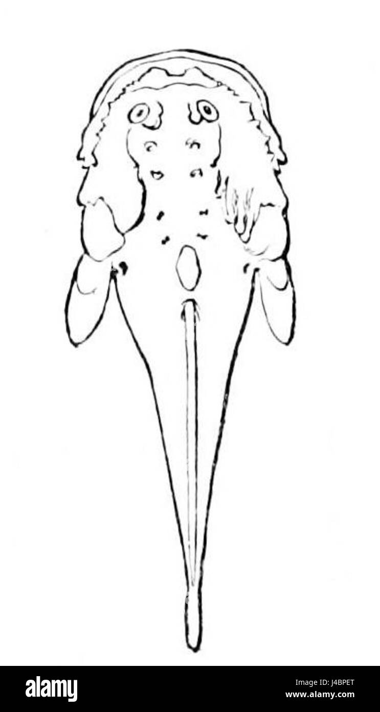 Disegno di rospo Foto e Immagini Stock in Bianco e Nero - Alamy