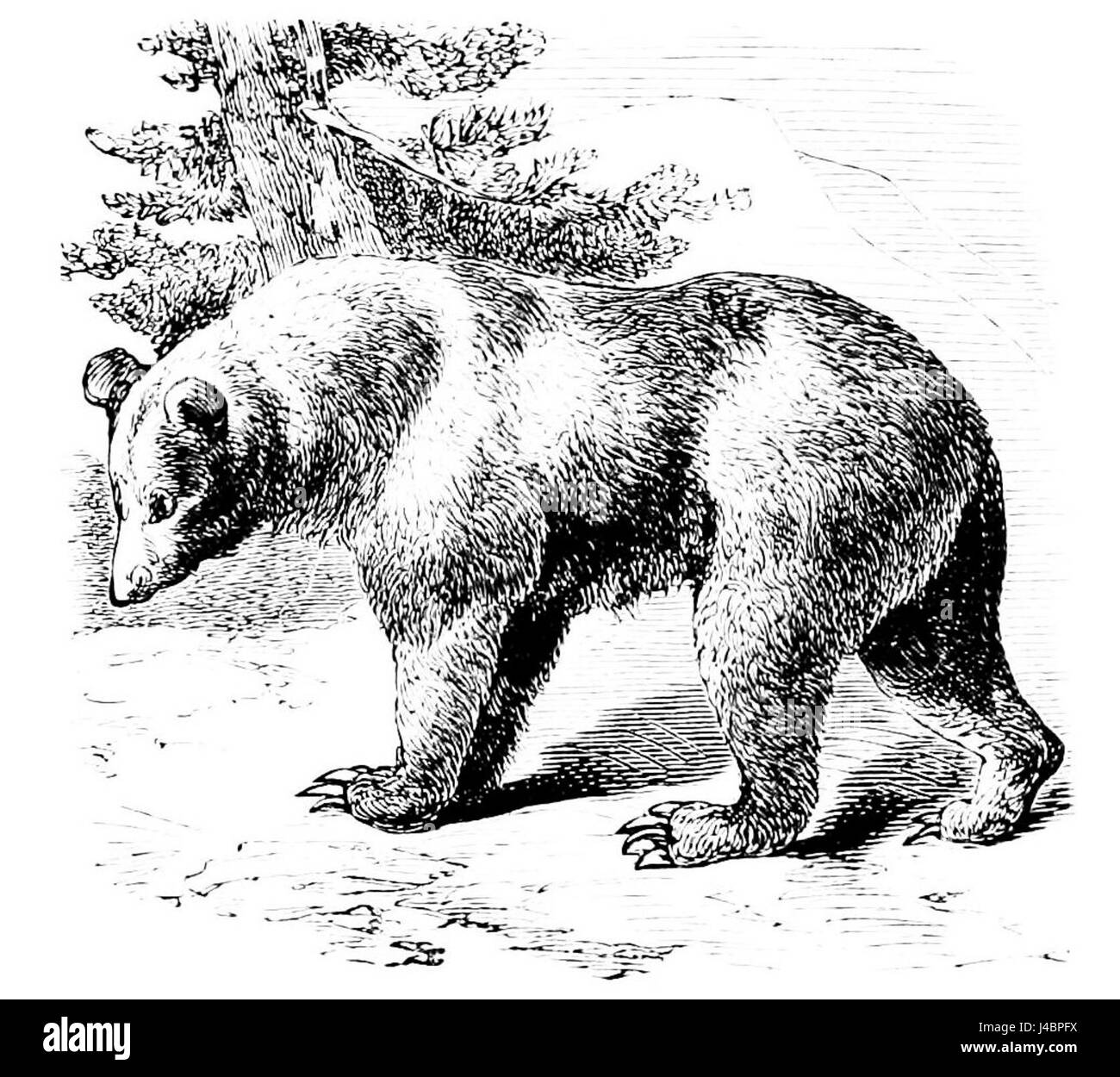 L'orso di cannella è una sottospecie dell'orso nero americano, noto per la sua pelliccia marrone-rossastro. Vive principalmente nelle foreste del Nord America ed è parte della famiglia Ursidae. Foto Stock L'orso di cannella è una sottospecie dell'orso nero americano, noto per la sua pelliccia marrone-rossastro. Vive principalmente nelle foreste del Nord America ed è parte della famiglia Ursidae. Foto Stock