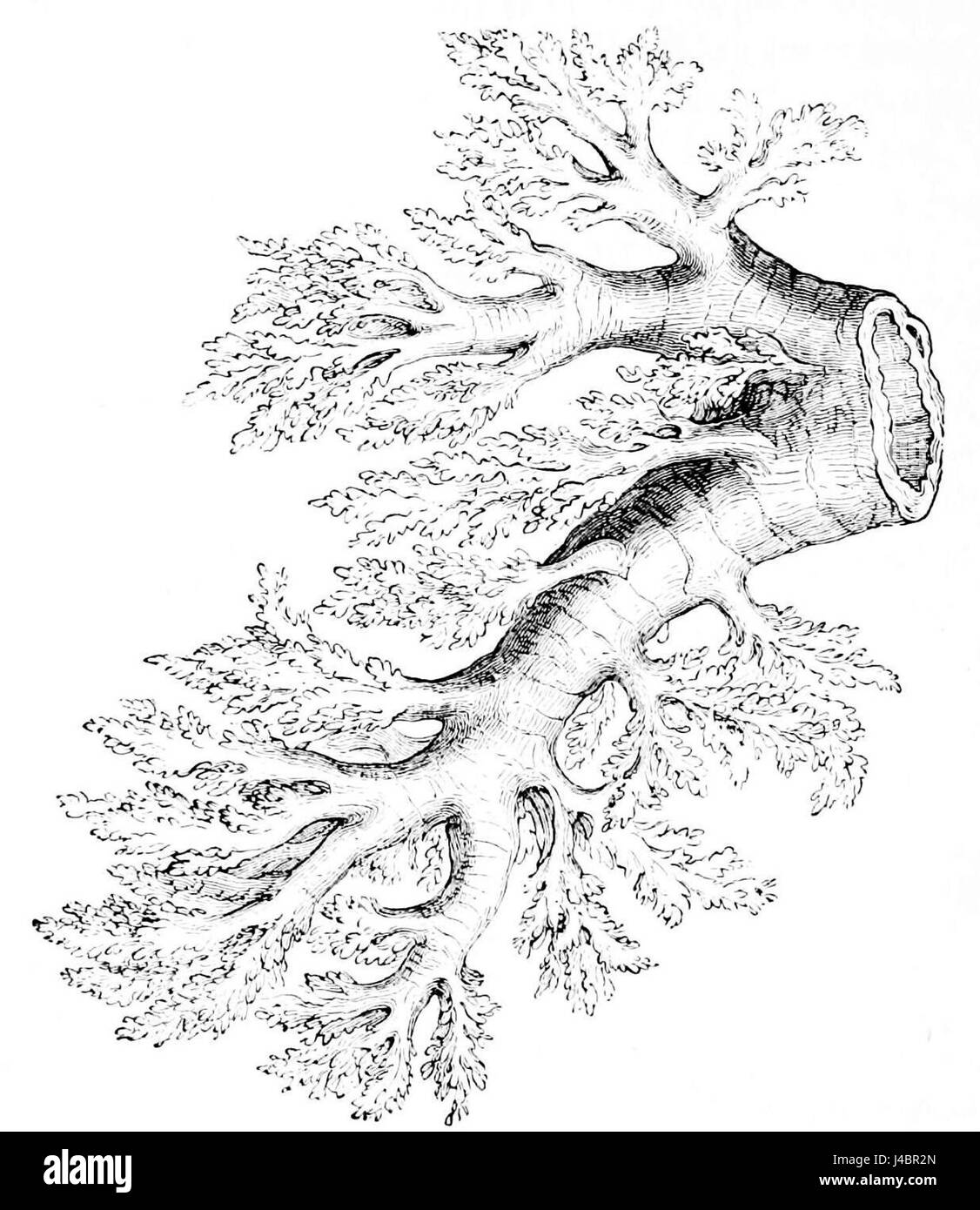 Questa immagine raffigura un'illustrazione dettagliata del tubo bronchiale e dei suoi bronchiali, componenti essenziali del sistema respiratorio umano. I tubi bronchiali portano l'aria ai polmoni, e i bronchiali rappresentano i passaggi d'aria più piccoli che si dividono ulteriormente all'interno dei polmoni. Foto Stock