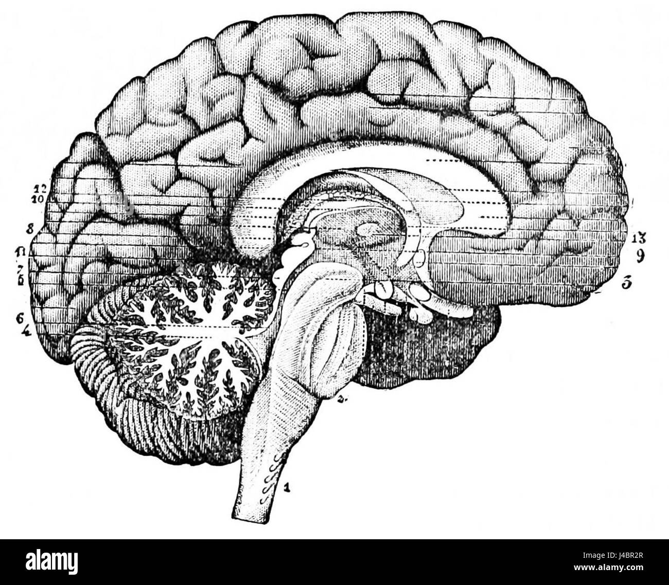 Questa illustrazione del Popular Science Monthly (PSM) volume 26 mostra una sezione longitudinale attraverso il centro del cervello, offrendo una visione dettagliata della struttura interna e dell'anatomia del cervello. Foto Stock