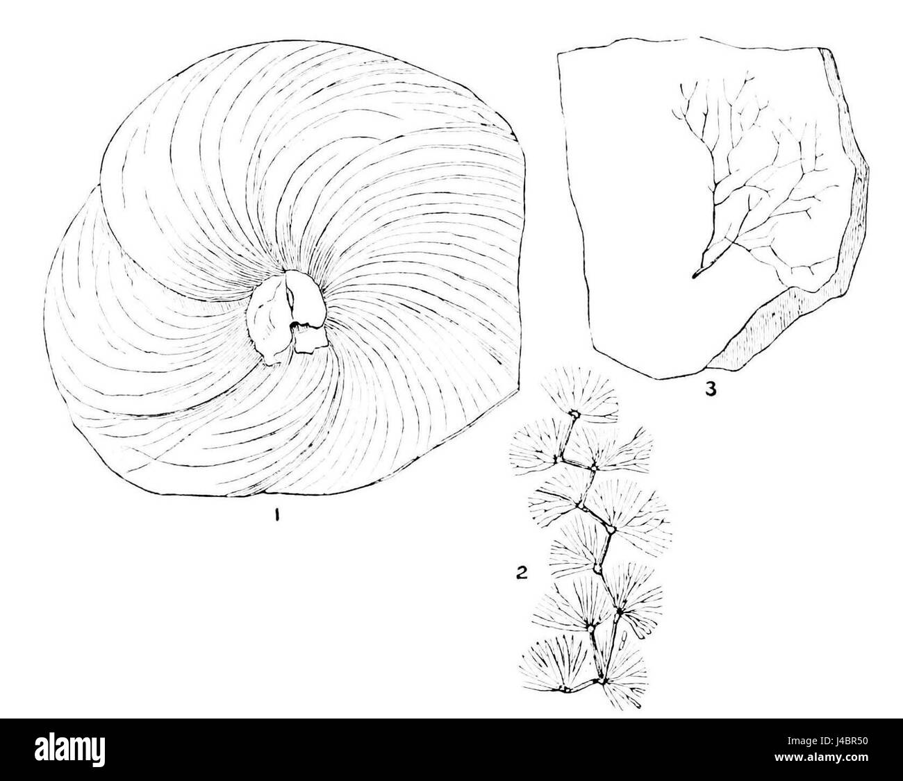 L'immagine rappresenta piante marine primordiali, probabilmente di un primo periodo geologico. Questi organismi hanno svolto un ruolo significativo nello sviluppo ecologico della Terra durante la formazione degli ecosistemi marini. Foto Stock