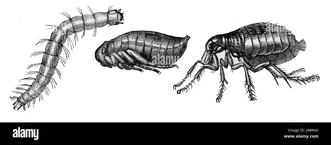 PSM V08 D701 Pulce umana Foto Stock