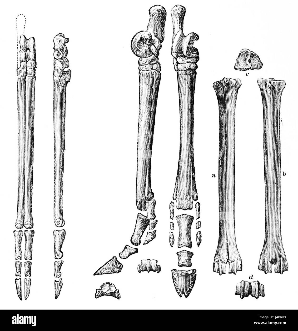 Questa illustrazione del PSM V27 D815 raffigura i piedi posteriori dei cameloidi primitivi, il cavallo a tre dita e i primi cervi, offrendo approfondimenti sulla biologia evolutiva e sulla fauna preistorica. Foto Stock