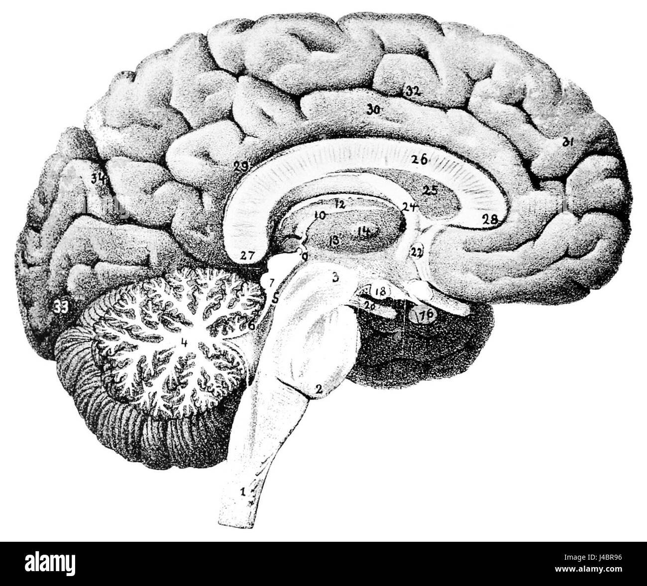 PSM V46 D168 vista mediale del cervello umano Foto Stock