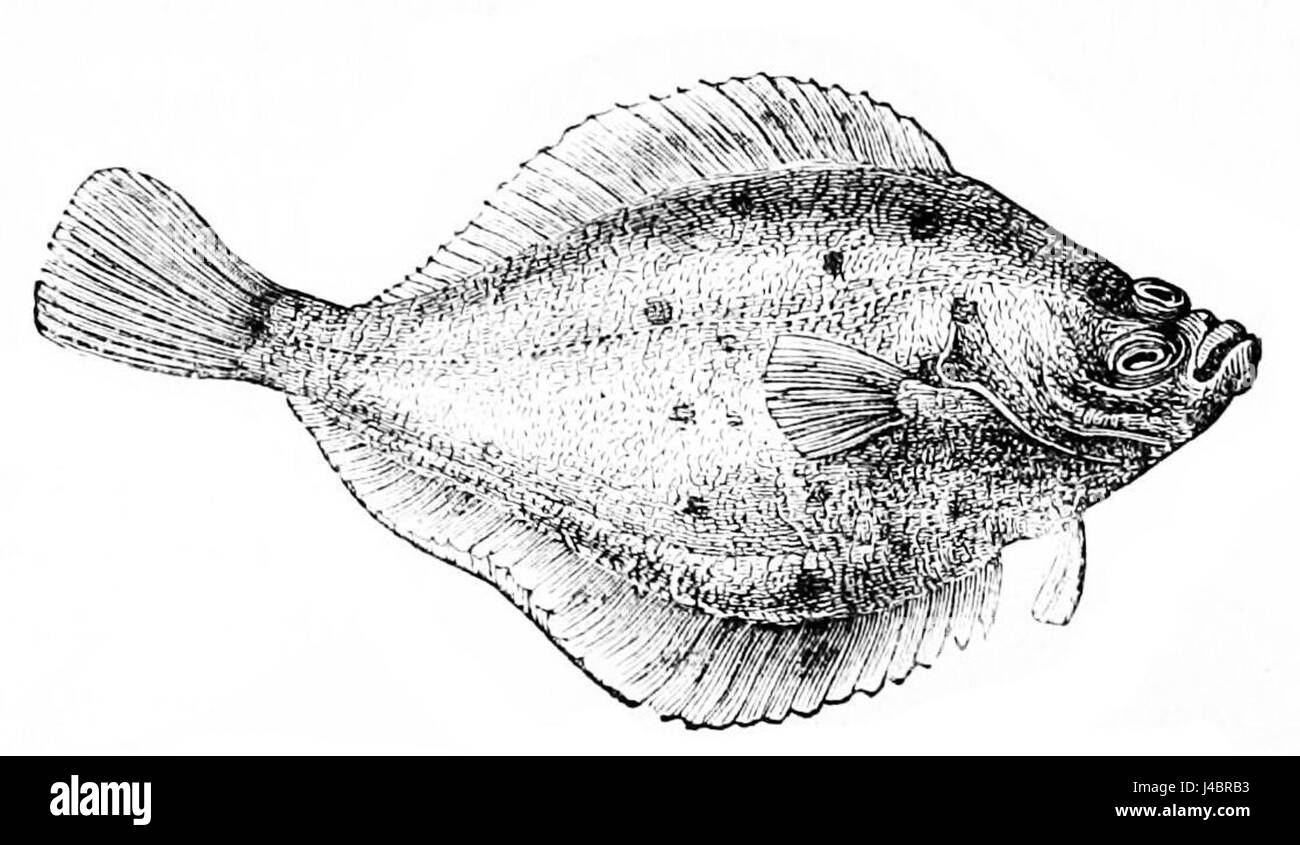 Questa immagine mostra una raffigurazione di una passerella, dalla piastra D553 del Popular Science Monthly, volume 11. La passera è un tipo di pesce piatto, comunemente studiato in biologia marina per la sua fisiologia e comportamento unici. Foto Stock