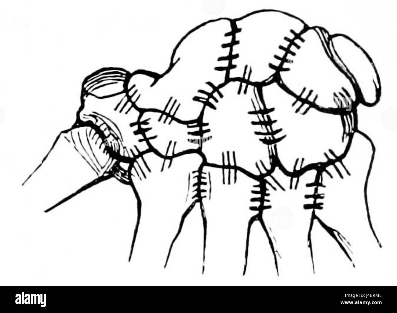 PSM V42 D777 Schema di legamenti del carpo Foto Stock