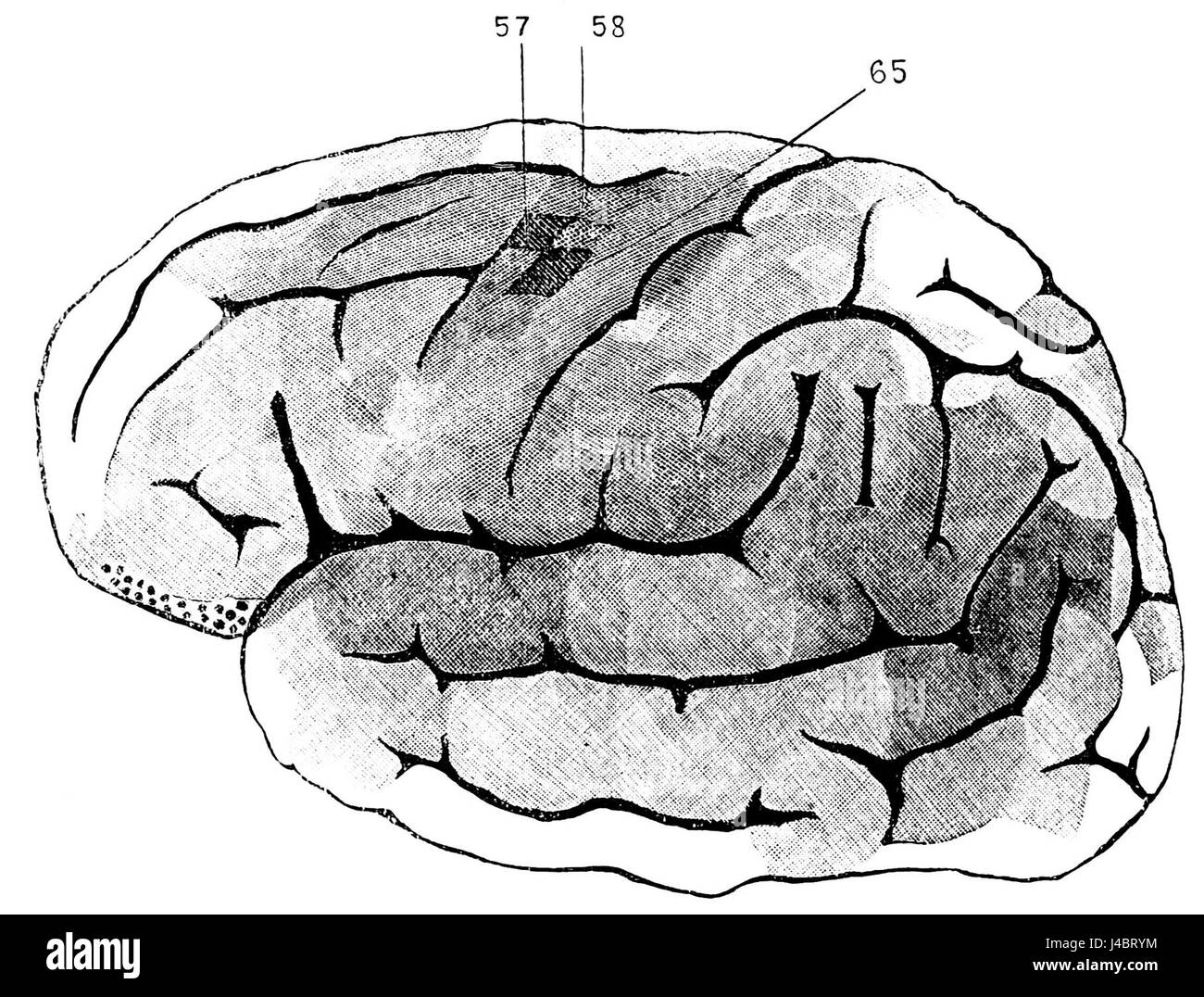 Il documento intitolato PSM V37 D534 discute i centri di controllo responsabili del movimento dei muscoli facciali. Questo argomento fa parte della ricerca neurologica, concentrandosi sul modo in cui il cervello controlla le espressioni e i movimenti facciali, cruciale per la comunicazione e l'emozione. Foto Stock
