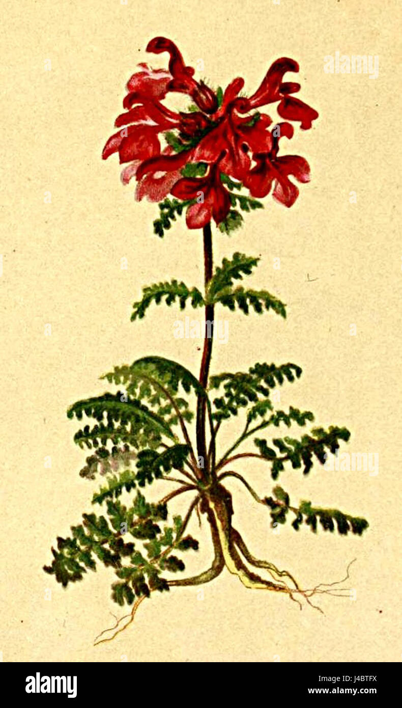 Un'illustrazione botanica della Pedicularis verticillata dell'Atlante Alpenflora, che mostra questa specie di piante originaria delle regioni alpine. L'immagine mette in evidenza le sue caratteristiche peculiari e il suo significato ecologico. Foto Stock