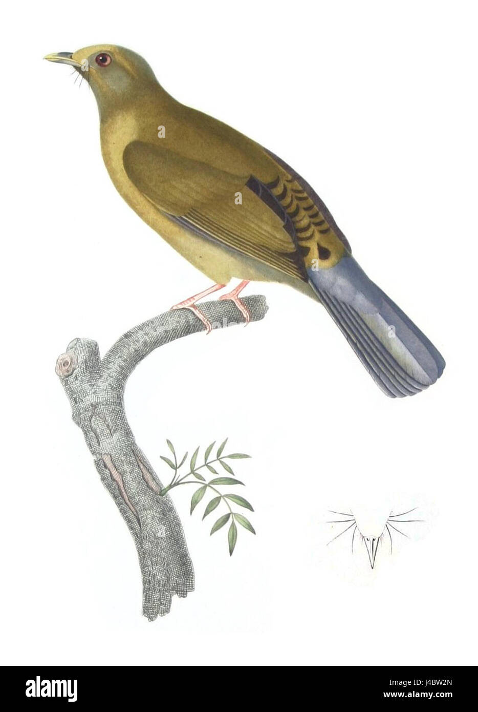 Pycnonotus priocephalus Bonite oiseaux pl05 pulito Foto Stock