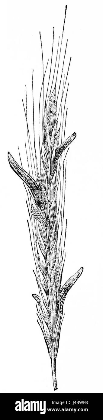 PSM V26 D637 Ergoted segala Foto Stock