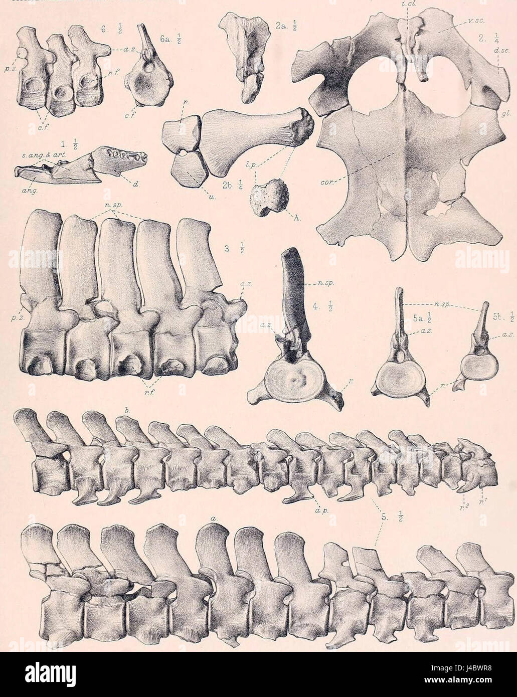 Picrocleidus si riferisce a un genere estinto di rettili marini che visse durante il Giurassico. Conosciute per i loro lunghi colli e adattamenti acquatici, queste creature facevano parte dell'ordine Plesiosauria. Foto Stock
