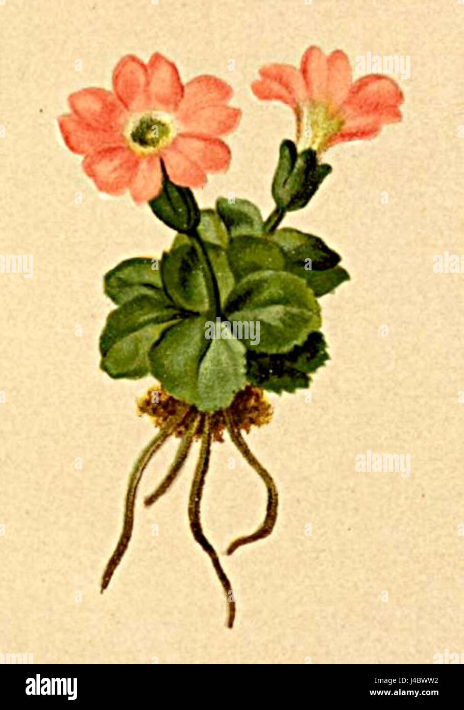 La Primula tiroliensis è una specie di pianta fiorita che si trova nelle Alpi. Parte della famiglia delle Primulaceae, è caratterizzata da una fioritura vivace, che cresce tipicamente nelle regioni montuose. Questa specie è documentata nell'Atlante Alpenflora, mostrando il suo ruolo nella flora alpina. Foto Stock