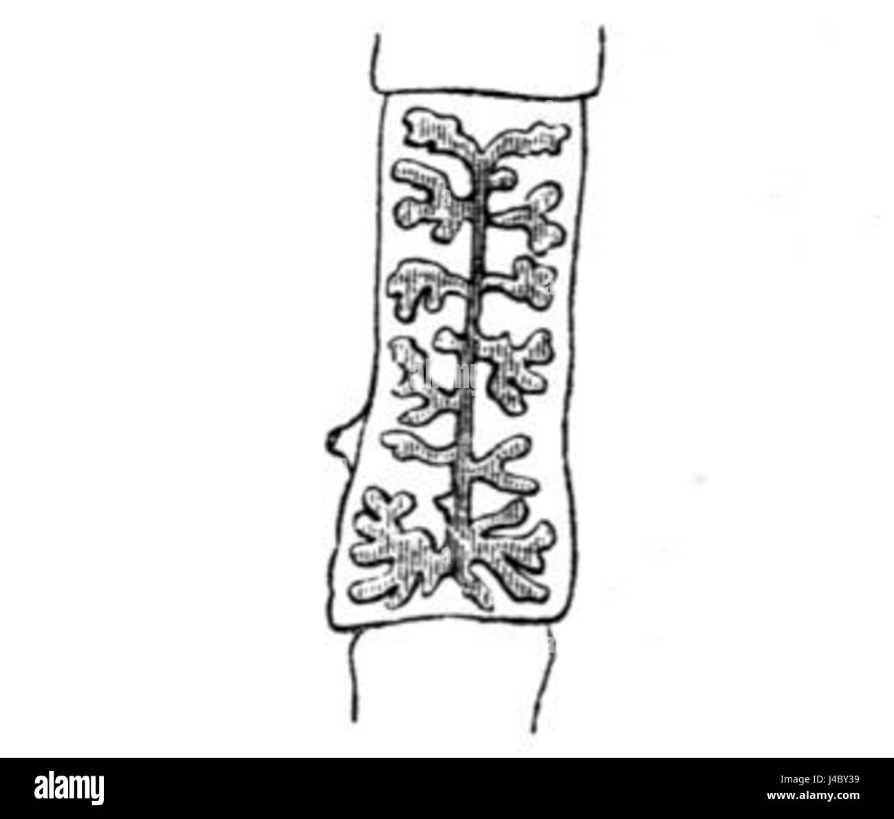 Questa illustrazione raffigura la proglottide di una tenia armata (Bandwurm), concentrandosi sulla struttura anatomica dell'organismo parassita. Il disegno illustra le caratteristiche principali della biologia parassita. Foto Stock