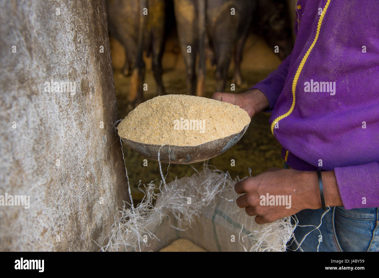 Un uomo i convogliatori di alimentazione vacca al di fuori di un sacchetto in corrispondenza di un impianto di allevamento in Punjab (India). Foto Stock