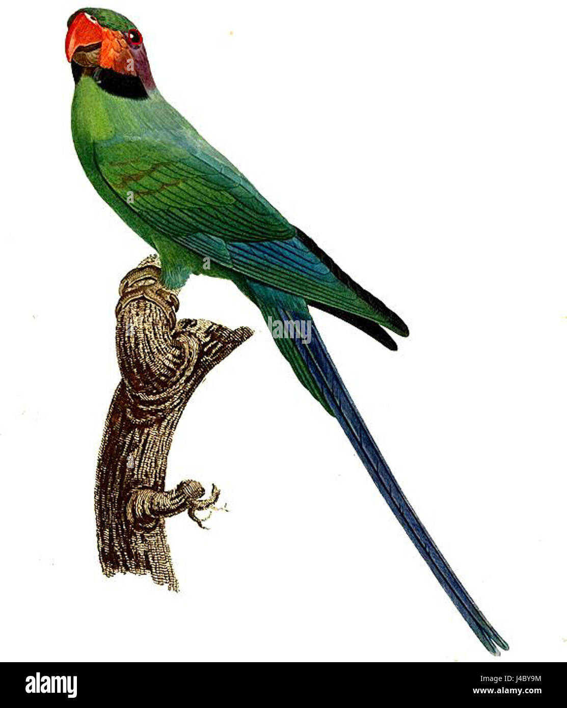 Psittacula longicauda Barraband Foto Stock