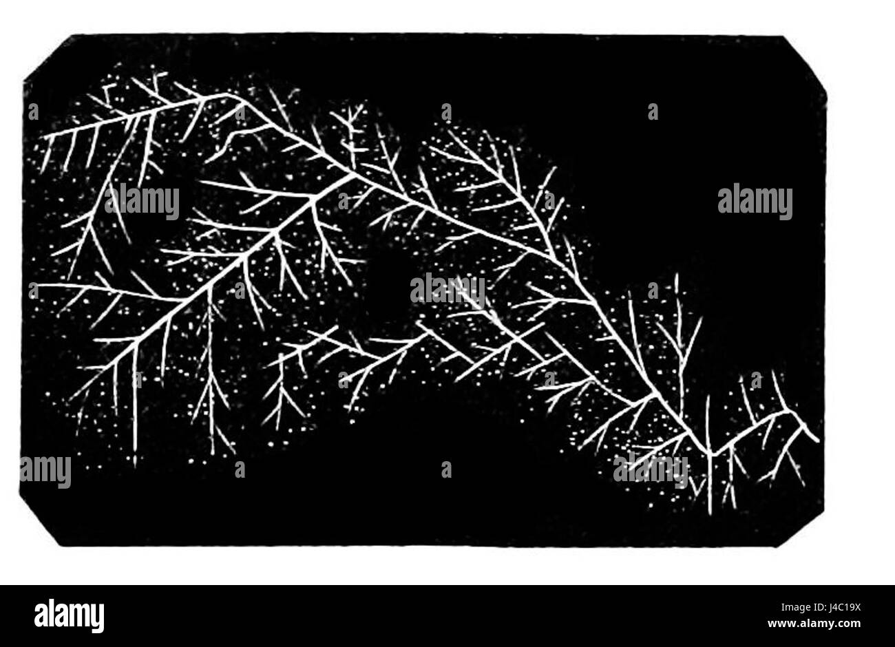 Questo articolo di PSM V14 illustra il processo di cristallizzazione chimica dell'oro e dell'argento, descrivendo dettagliatamente i metodi e i principi scientifici alla base di tali processi. Foto Stock