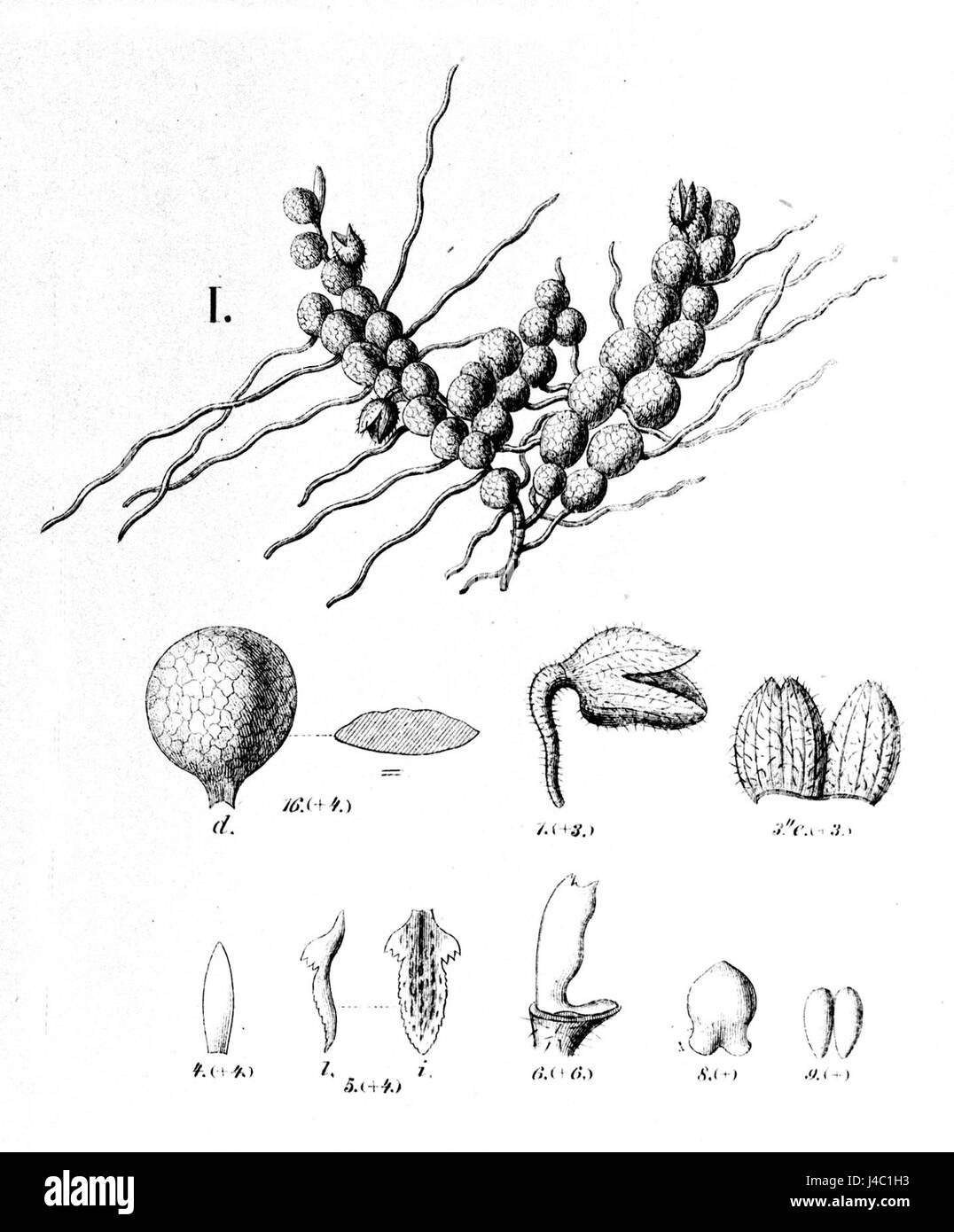 Phloeophila nummularia (come Physosiphon echinanthus) spaccato di Fl.br.3 4 118 fig. Ho Foto Stock