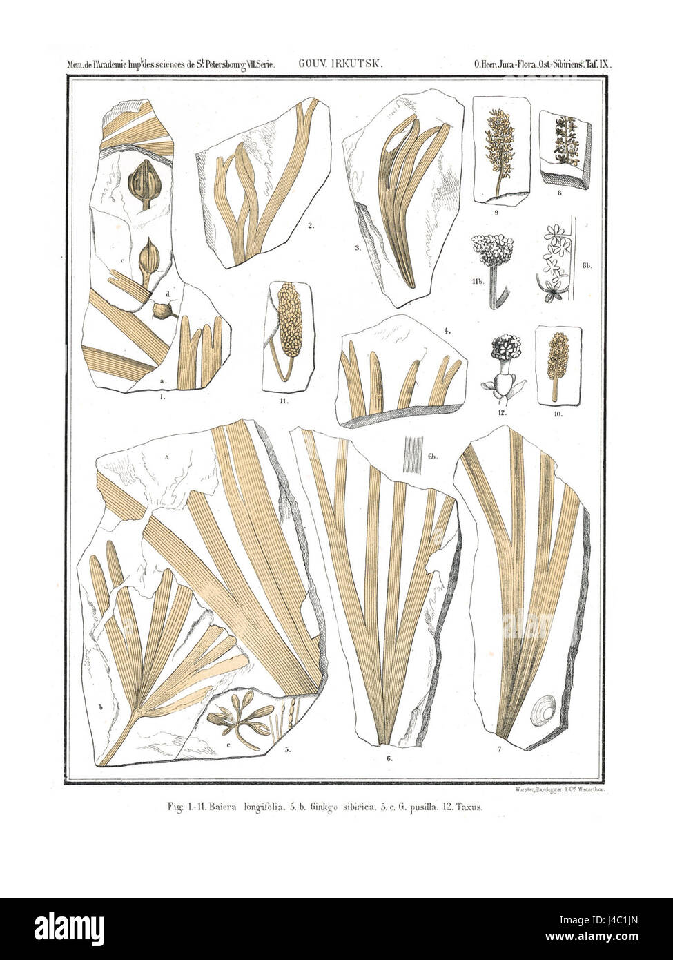 Polarflora 4 359 è un riferimento a una raccolta o a uno studio scientifici relativi alla flora artica. Questa collezione fornisce informazioni sulle specie vegetali presenti nelle regioni polari e sui loro adattamenti unici. Foto Stock