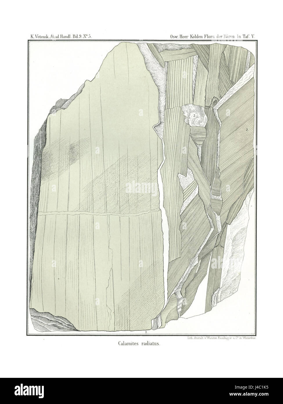 Polarflora 2 73 Foto Stock