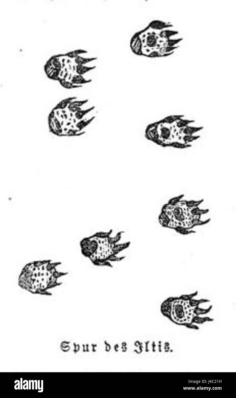 Le tracce di polecat sono le impronte distintive lasciate dalle polecat, una specie di mammiferi carnivori che si trovano in Europa e in alcune parti dell'Asia. Queste tracce possono essere identificate dalla loro forma unica e sono spesso studiate nel tracciamento e nella ricerca della fauna selvatica. Foto Stock