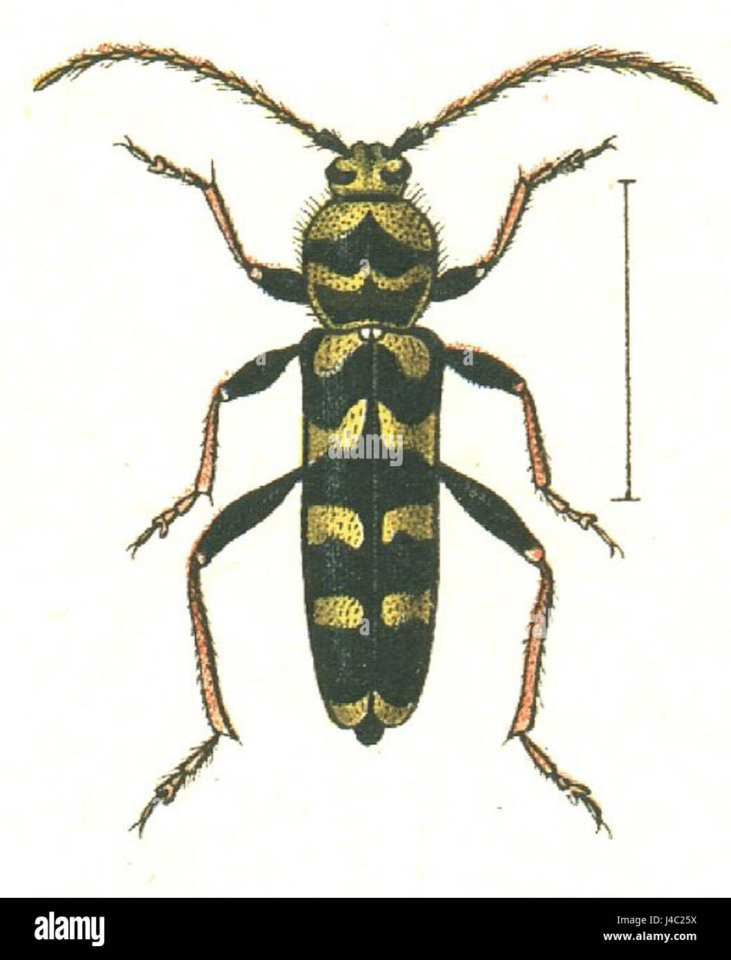 Plagionotus floralis, comunemente noto come coleottero floreale delle longhorn, è una specie della famiglia dei Cerambycidae. Si trova in varie regioni ed è noto per il suo aspetto distintivo, tra cui lunghe antenne e motivi floreali sul suo corpo. Foto Stock