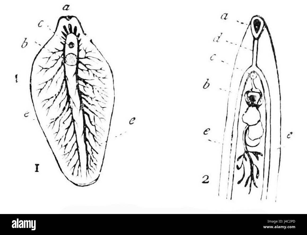 PSM V16 D665 Trematode worm Foto Stock