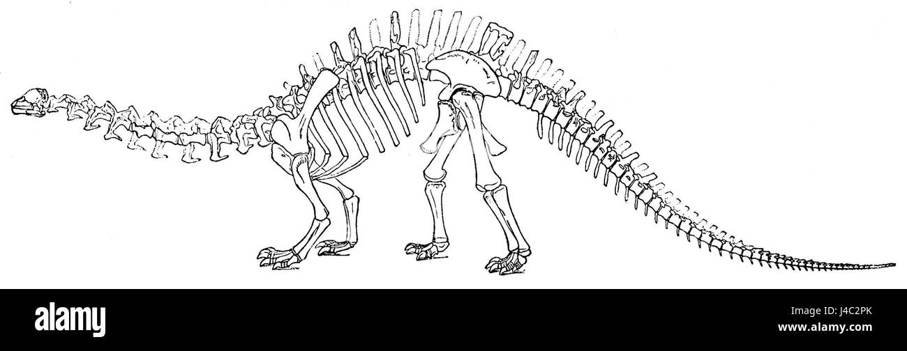 "PSM V34 D488 Brontosaurus" è un'illustrazione paleontologica di una pubblicazione scientifica, che rappresenta il Brontosaurus, un dinosauro dal collo lungo del Giurassico. L'immagine fa parte della serie "Popular Science Monthly", che mostra la struttura e le dimensioni di questo dinosauro erbivoro. Foto Stock