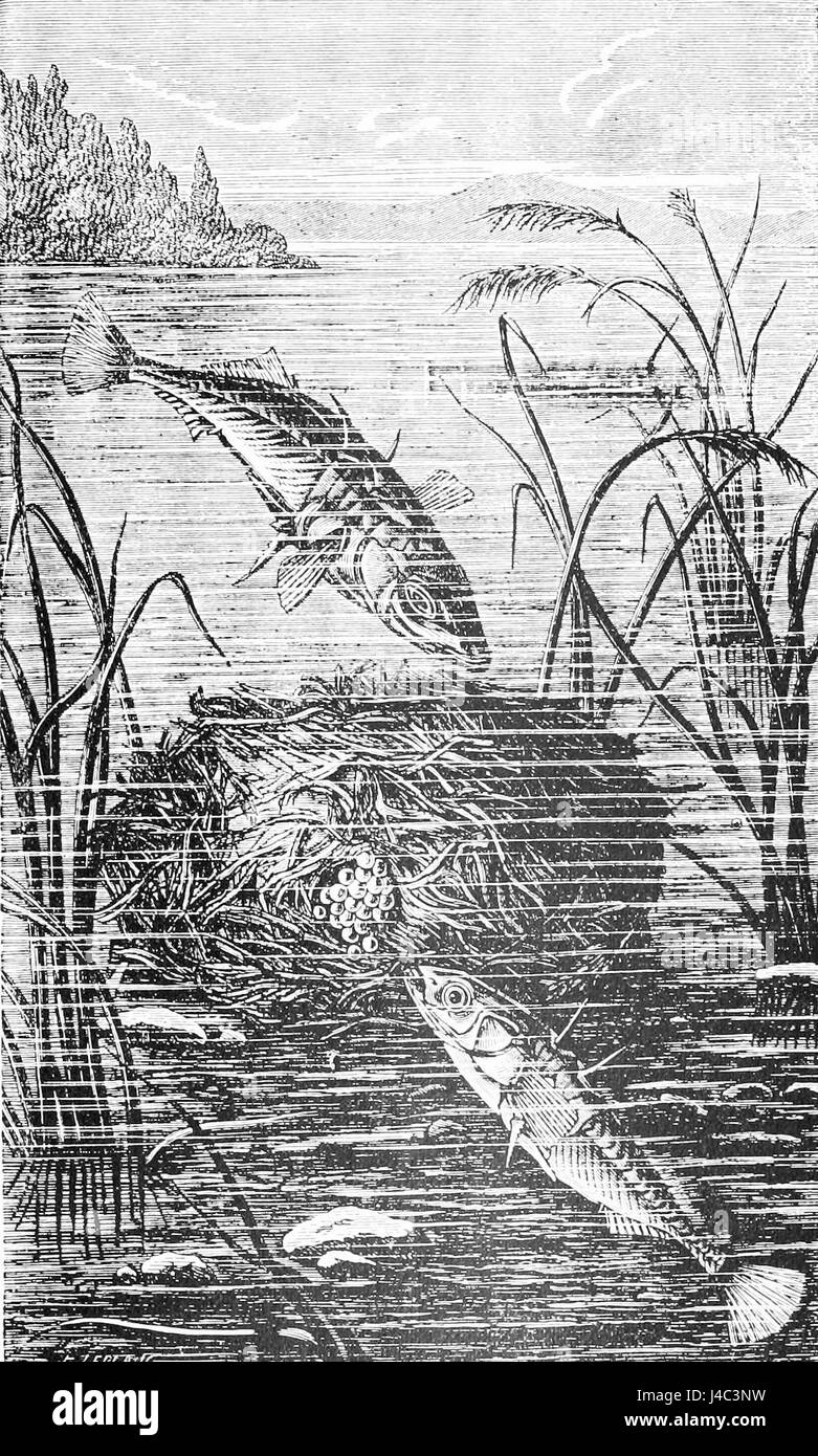 PSM V44 D615 La stickleback e il suo nido Foto Stock