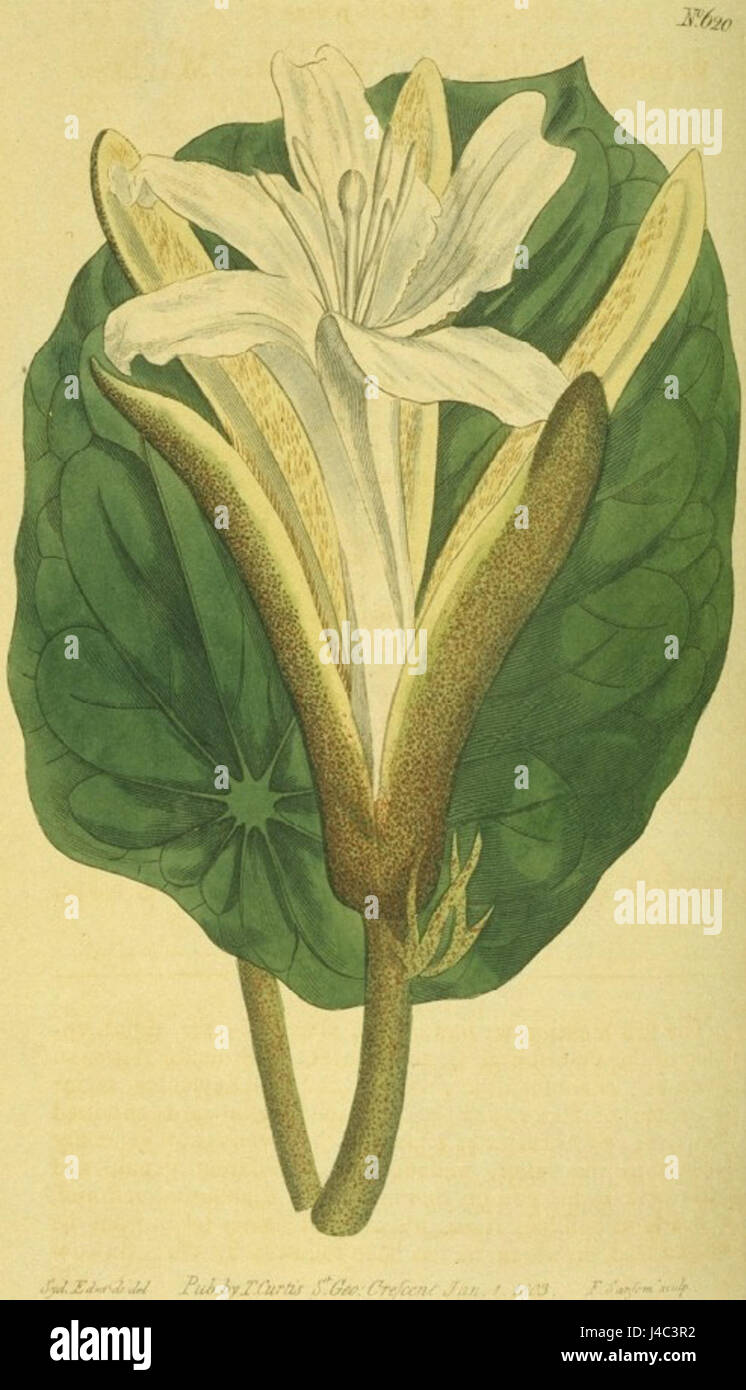 Pterospermum acerifolium, una specie di pianta fiorita, è stata descritta per la prima volta nel 1803. È originaria di alcune parti dell'Asia ed è conosciuta per le sue foglie e i suoi fiori caratteristici. La pianta ha applicazioni nella medicina tradizionale e come specie ornamentale. Foto Stock