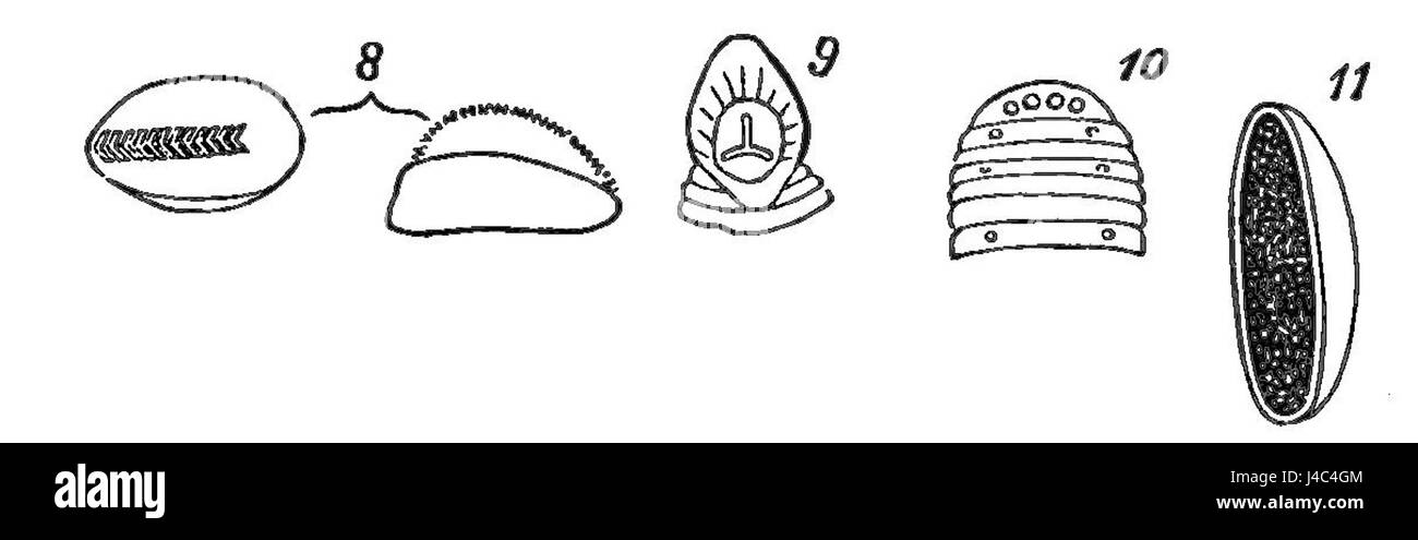 Questa illustrazione di *Popular Science Monthly* (volume 17, D497) mostra una descrizione dettagliata di un leech, concentrandosi sulla testa, sugli occhi e sulla bocca, offrendo una visione dell'anatomia e dei meccanismi di alimentazione. Foto Stock