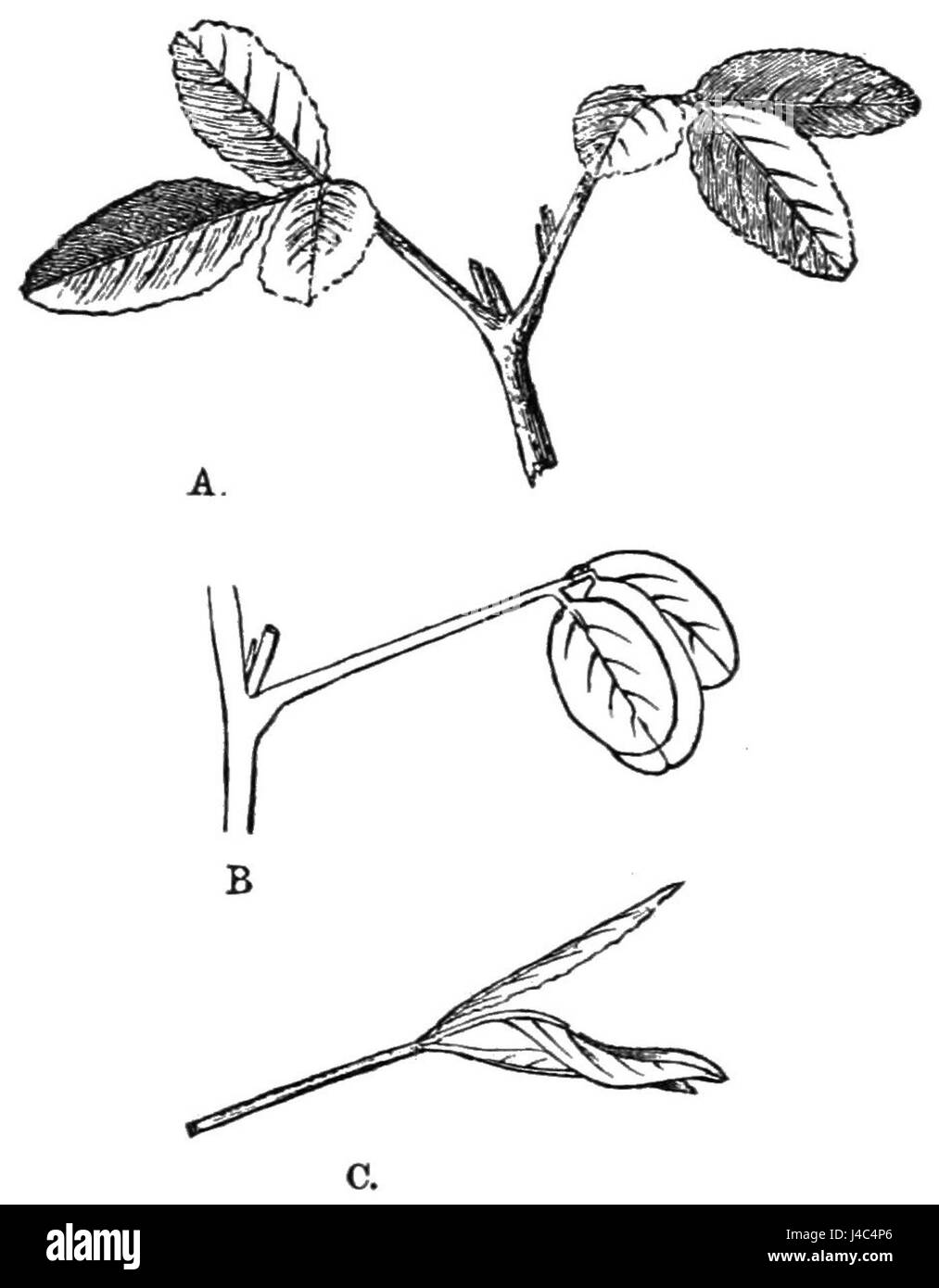 Il Melilotus officinalis, comunemente noto come trifoglio dolce, mostra caratteristiche variabili durante il giorno (durante la vita) e la notte (di notte). Questo studio si concentra sui suoi cambiamenti fisiologici in questi stati, offrendo informazioni sulla sua adattabilità e risposta ambientale. Foto Stock
