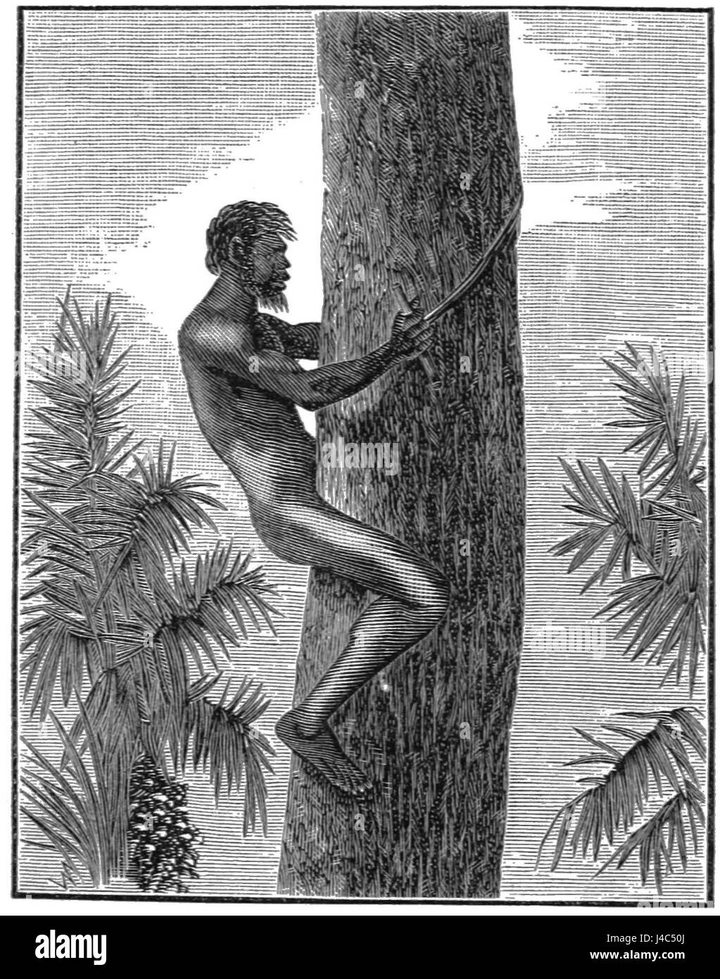 PSM V19 D699 corda con impugnature in legno per tree climbing Foto Stock