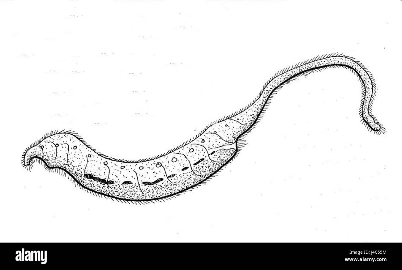 Lo Pseudomonilicaryon anser è una specie di vespa parassitaria nota per la sua associazione con le larve degli uccelli acquatici. Svolge un ruolo nell'ecosistema controllando le popolazioni di insetti acquatici. Foto Stock