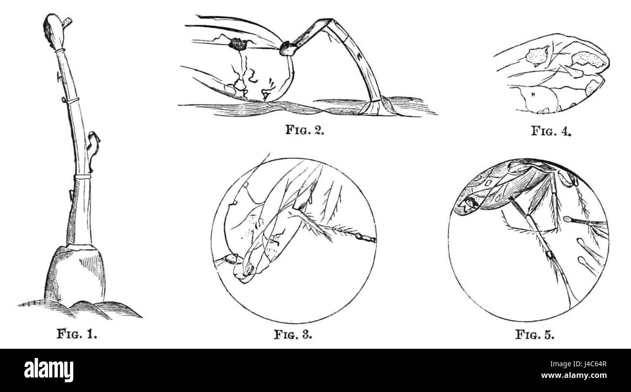 PSM V23 D397 diversi stati di follicoli di piante insettivore Foto Stock