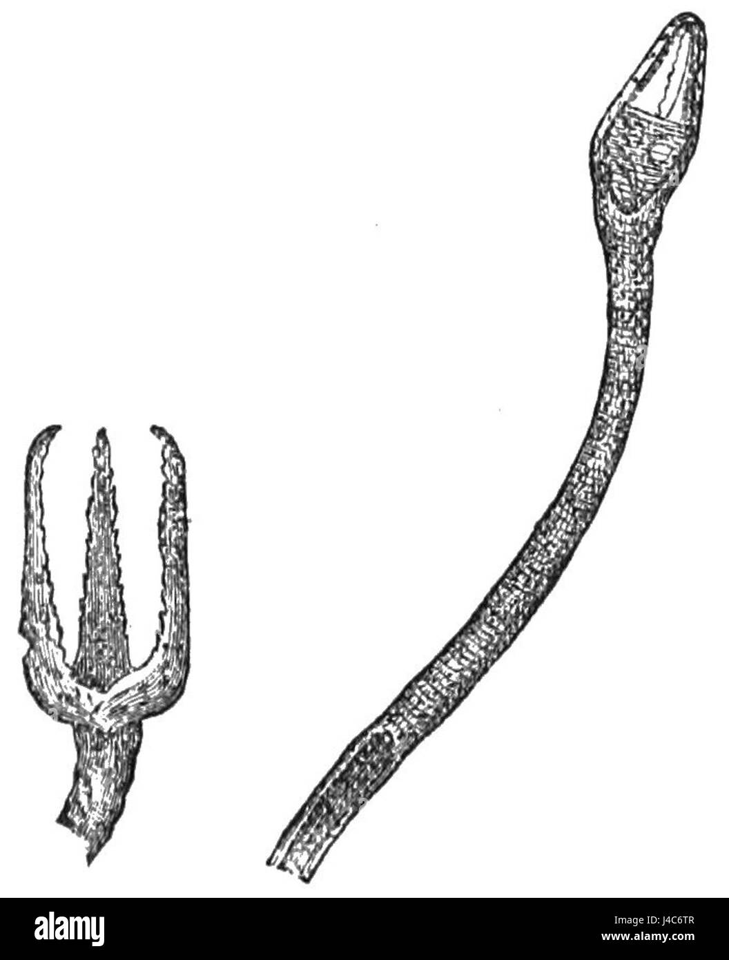 PSM V27 D376 Pedicellariae Foto Stock