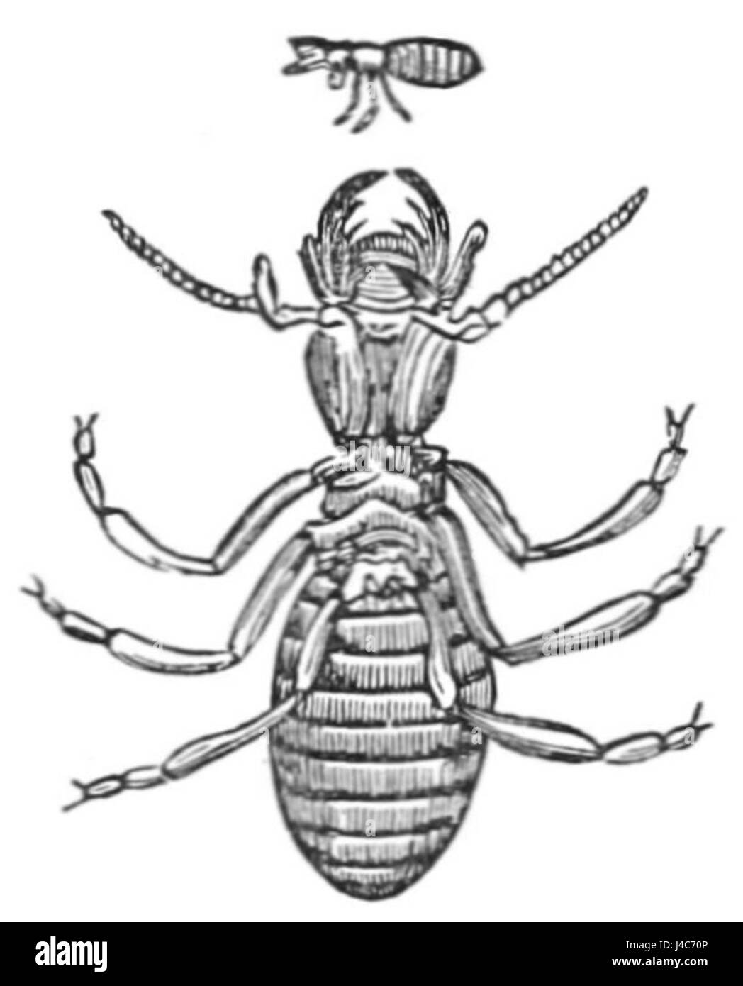 PSM V27 D762 si riferisce a un esemplare di termite operaia, che fa parte della struttura sociale di una colonia di termiti. Le termiti dei lavoratori sono responsabili della raccolta del cibo e della manutenzione delle infrastrutture della colonia. Svolgono un ruolo cruciale nella sopravvivenza e nel funzionamento della colonia. Foto Stock